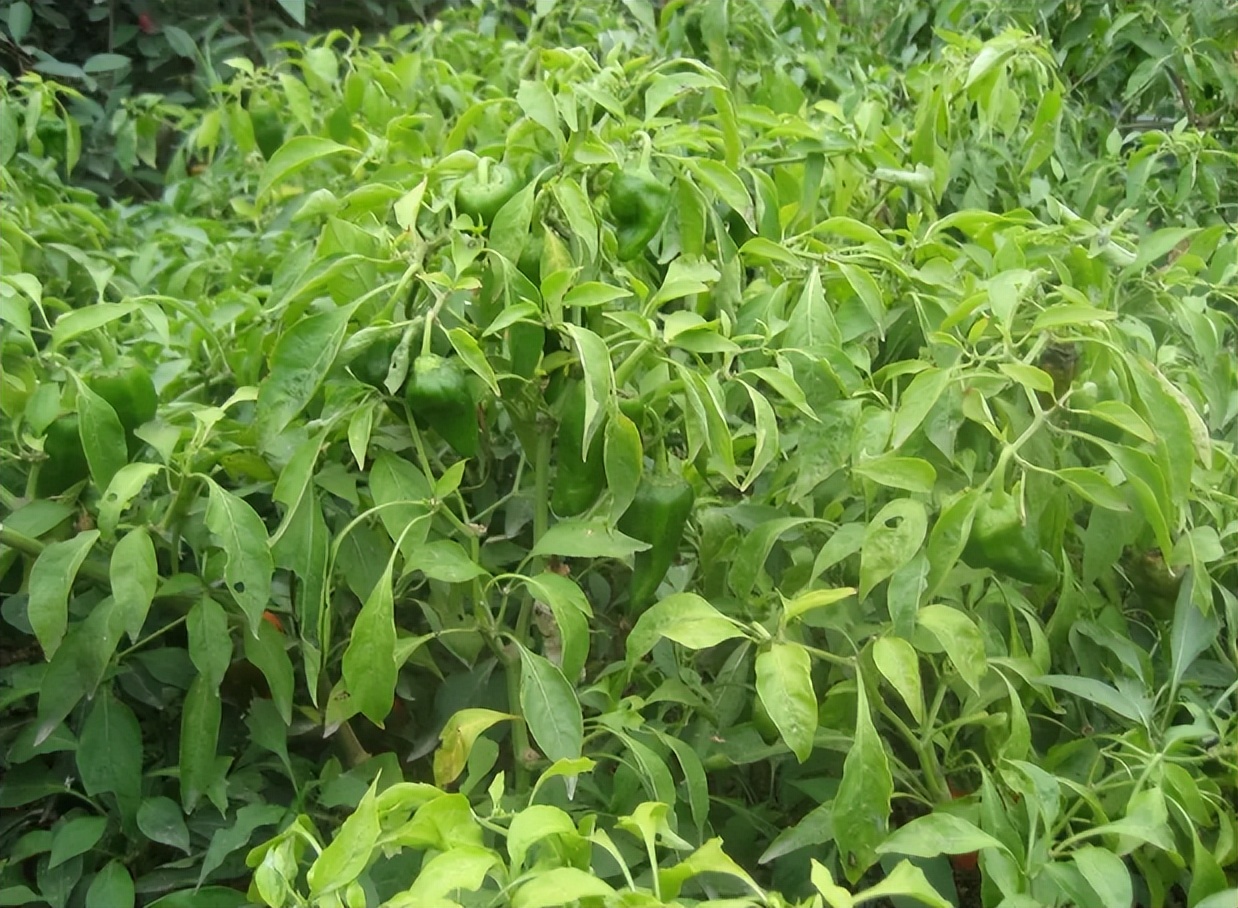 辣椒寿命,辣椒植物的寿命