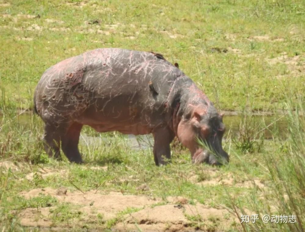 河马有这样凶残的一面,没想到河马的战斗力如此惊人