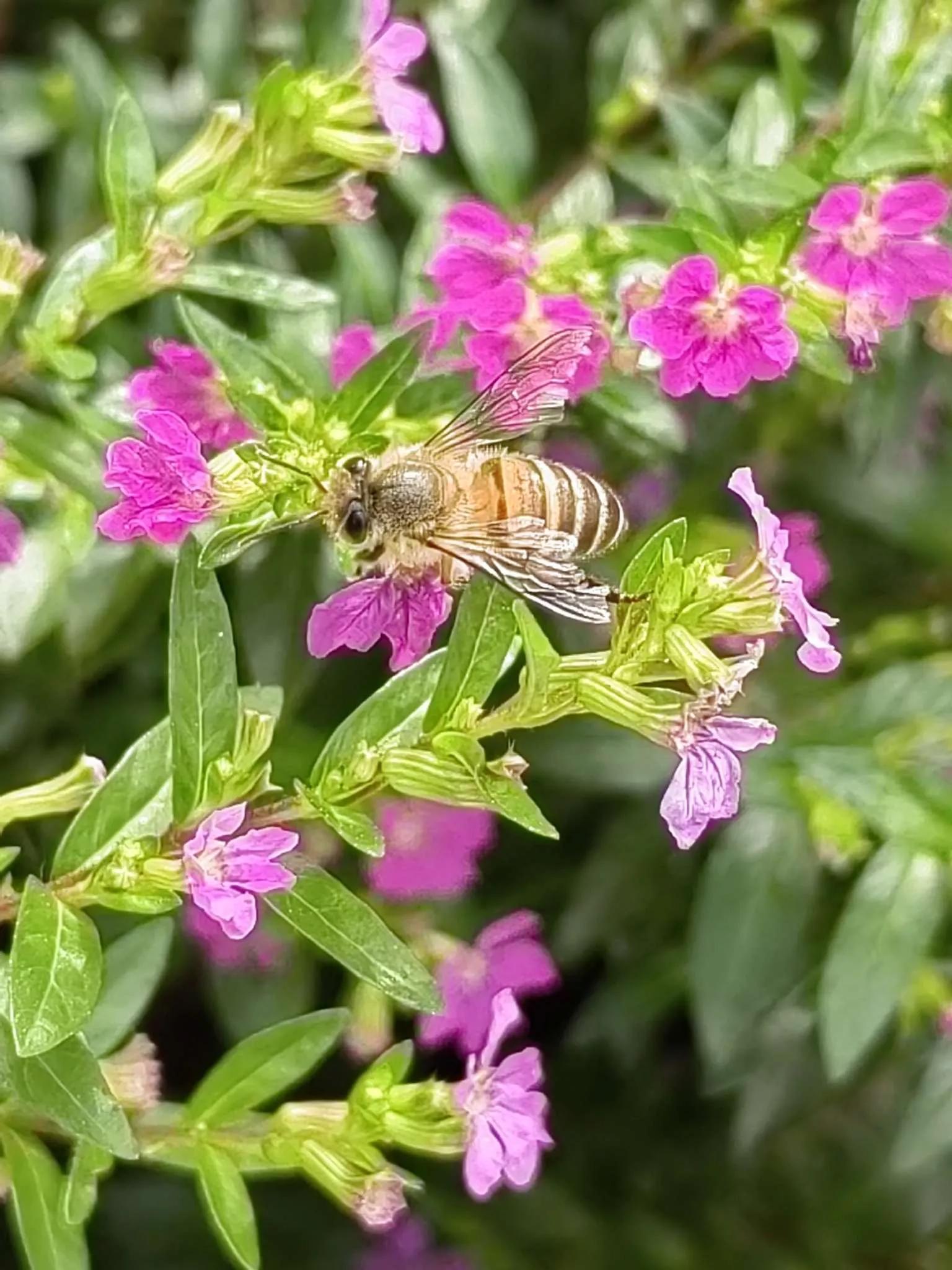 认识各种花的寓意,认识各种花的名称
