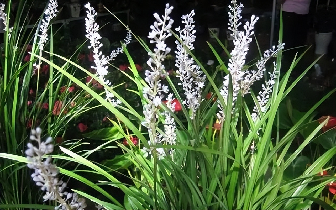 10种最会“吸收毒气”的家居植物,你养了几种?