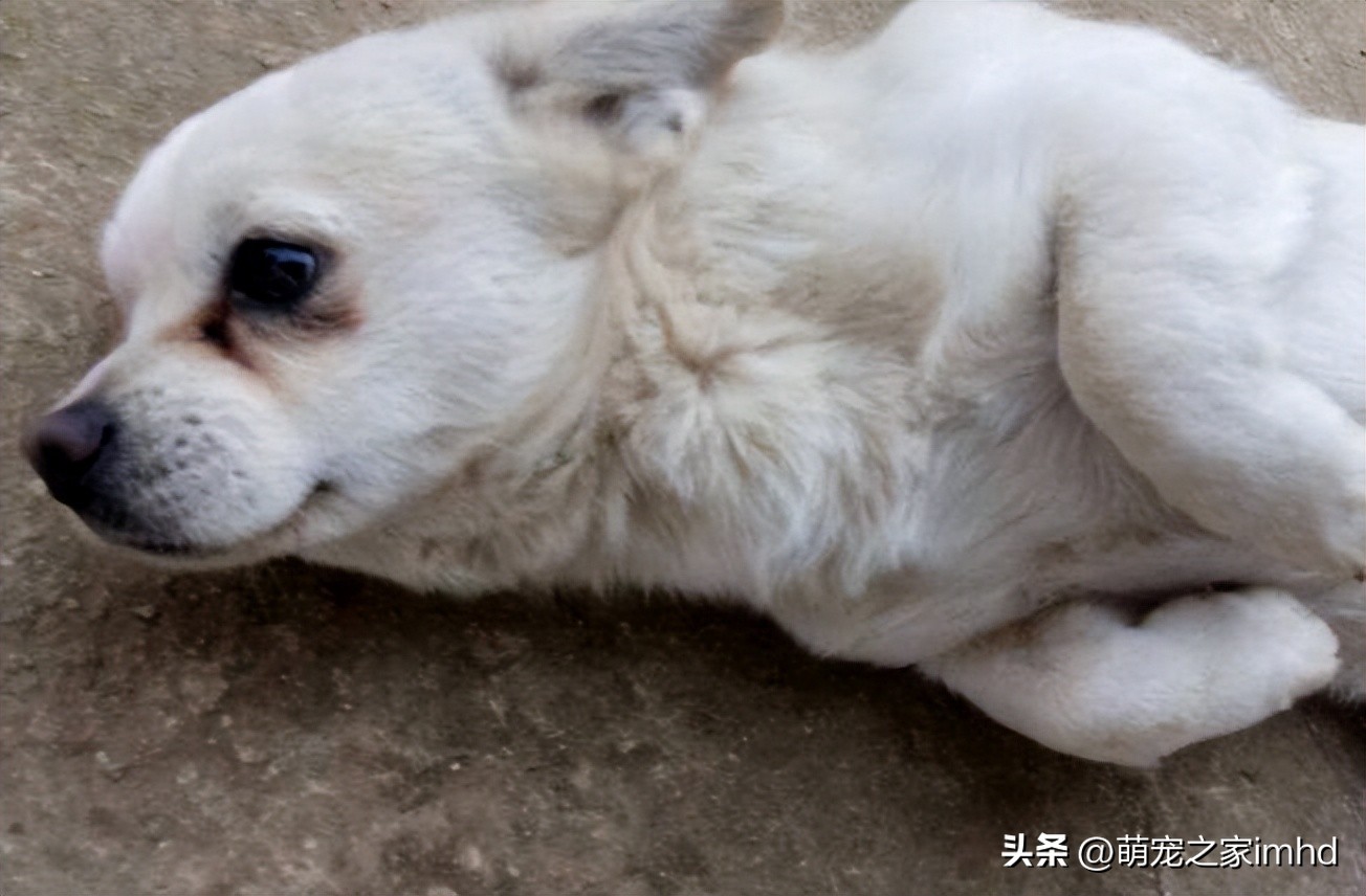 狗狗的这几个动作说明它要咬人,狗狗的动作都是在暗示什么