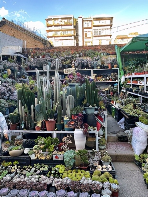 昆明一座让人流连忘返的城市,被低估的旅游城市昆明