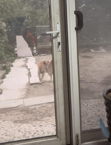 柴犬笑死,笑死人的柴犬视频