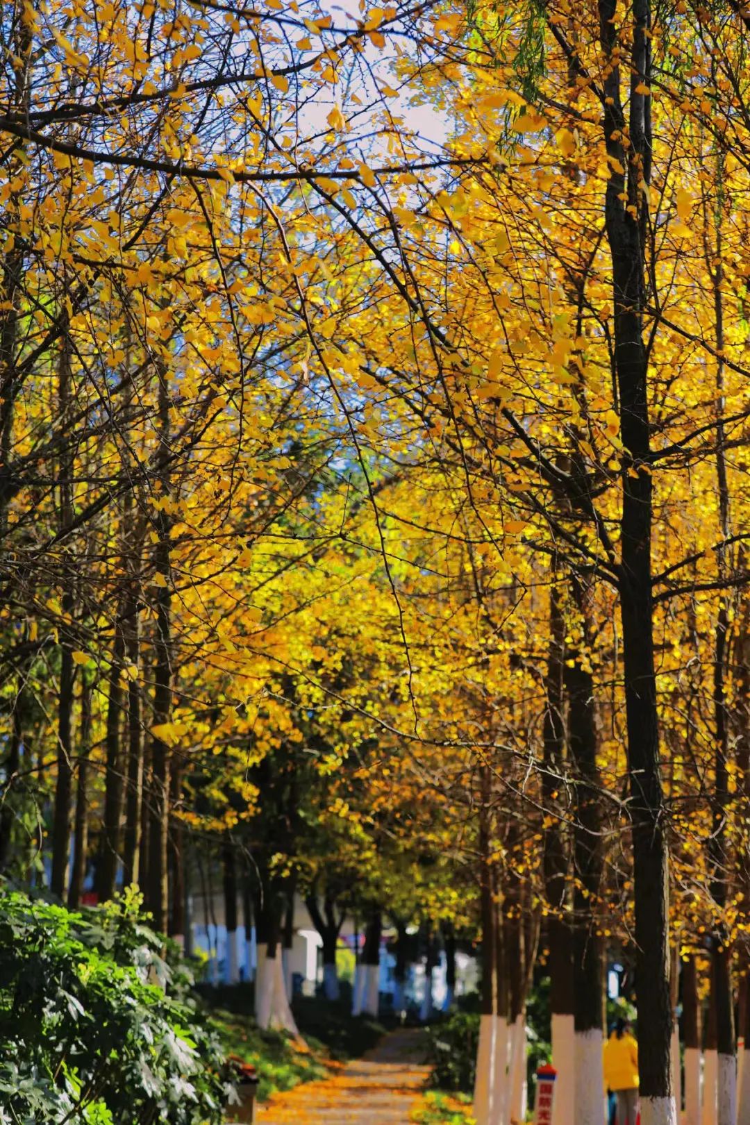 南昌的秋天文案,南昌的秋天闪闪发光