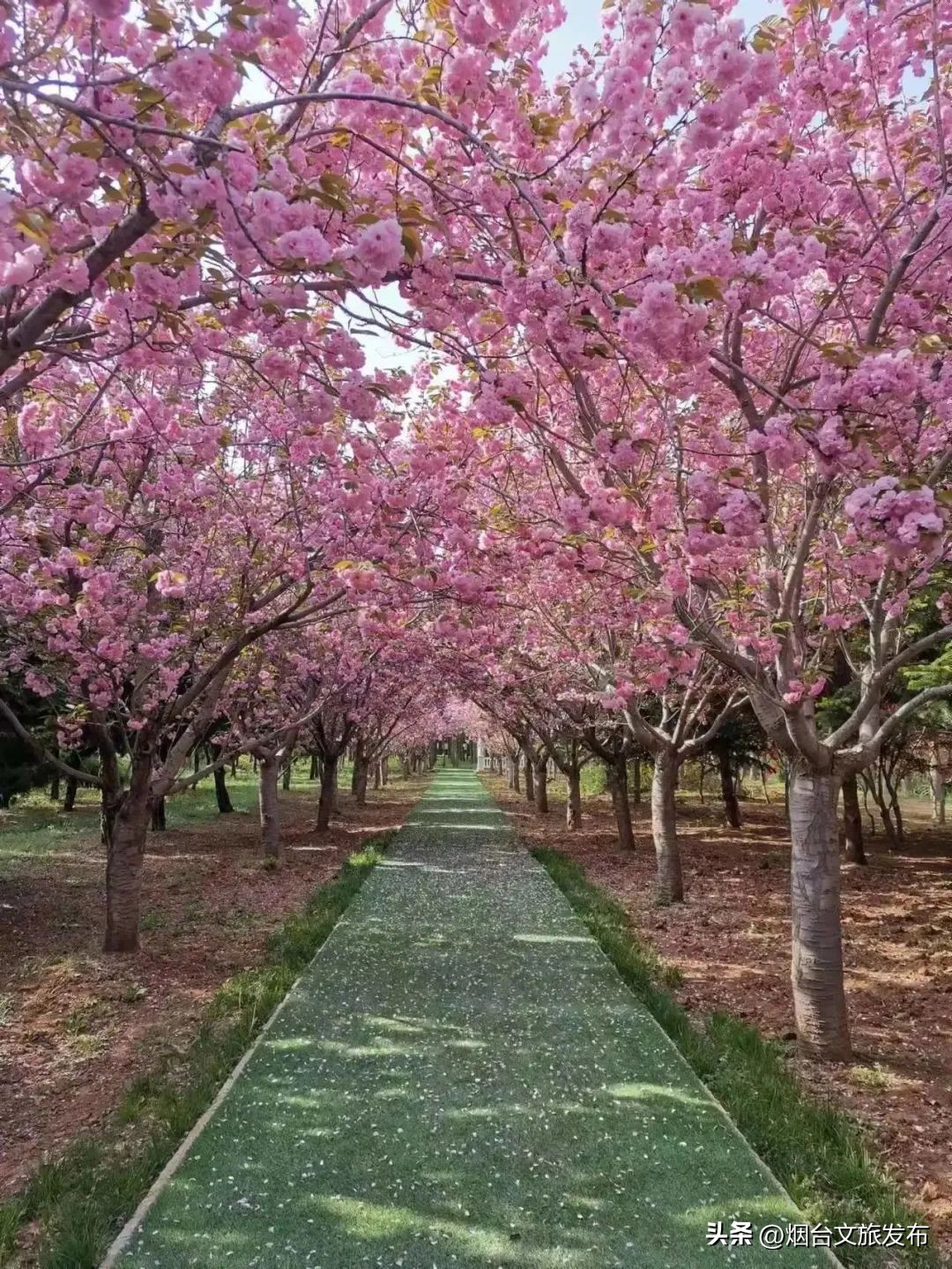 烟台2018年赏花攻略全集,春天烟台赏花地点推荐芝罘区