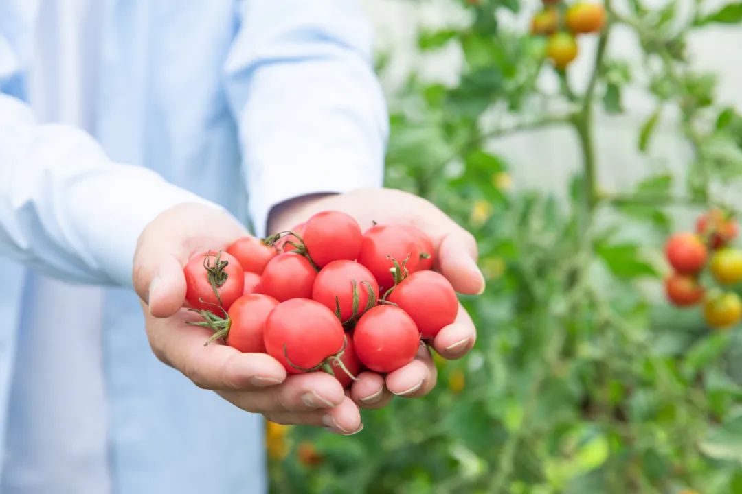 有机农业怎么解读,菜粑怎么做的