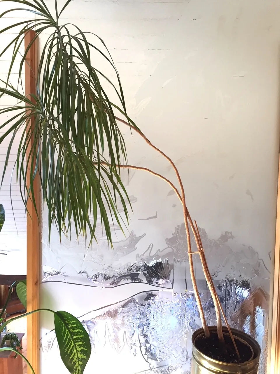 千年木树顶发黄怎么办,千年木叶子变软耷拉