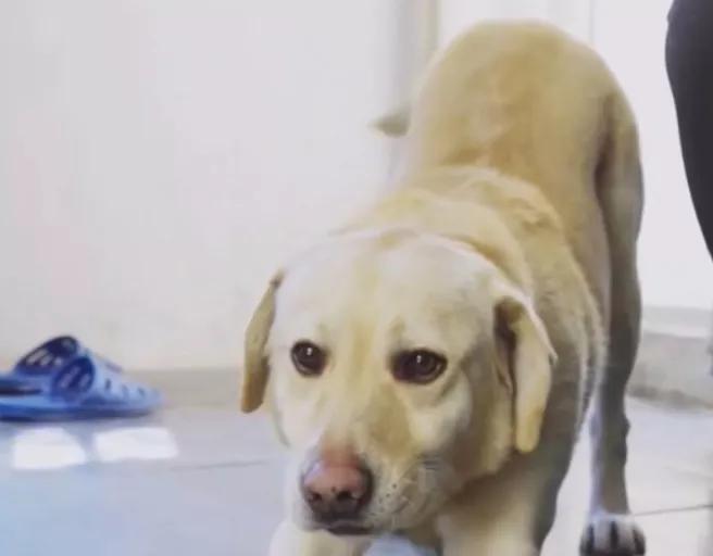 汪汪队立大功狗狗都是什么品种,汪汪队中的11个狗狗品种