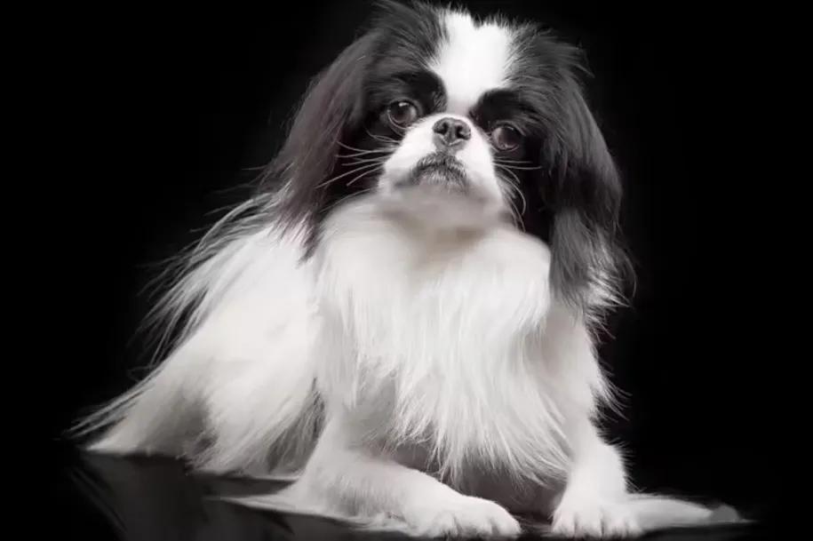 世界上体型最小的犬种排名,世界上最小的犬种是什么犬