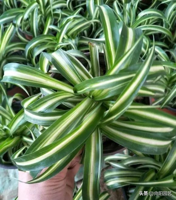 非常耐阴的绿植非常适合室内养护,家养最好养的绿植推荐