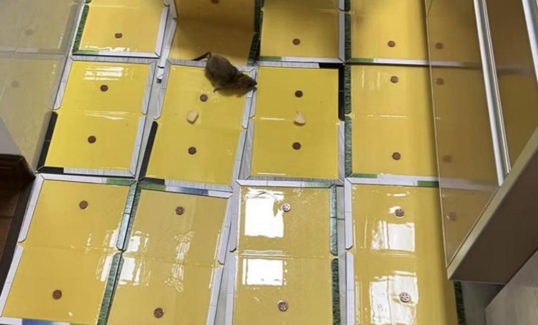 粘鼠板毒性,粘鼠板的诱鼠剂成分