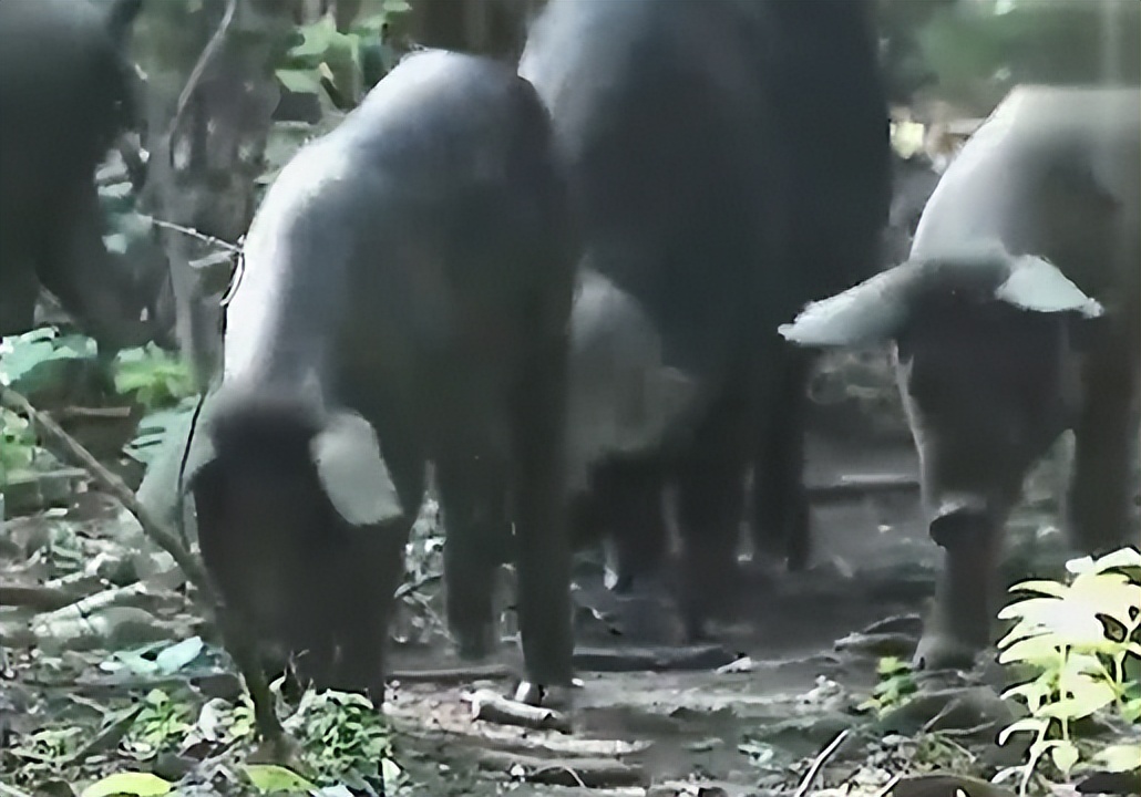 农村老汉嗜酒,农村大哥嗜酒如命