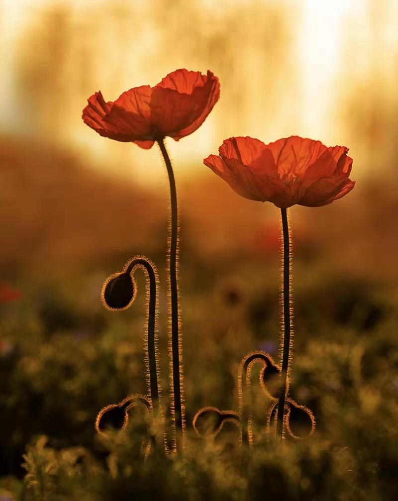 疫情隔离期，成就了一个高中孩子和母亲的和解