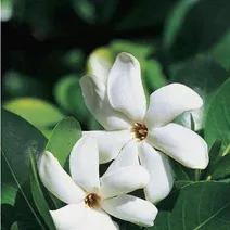 陌上栀子花开,陌上人归处栀子花开时