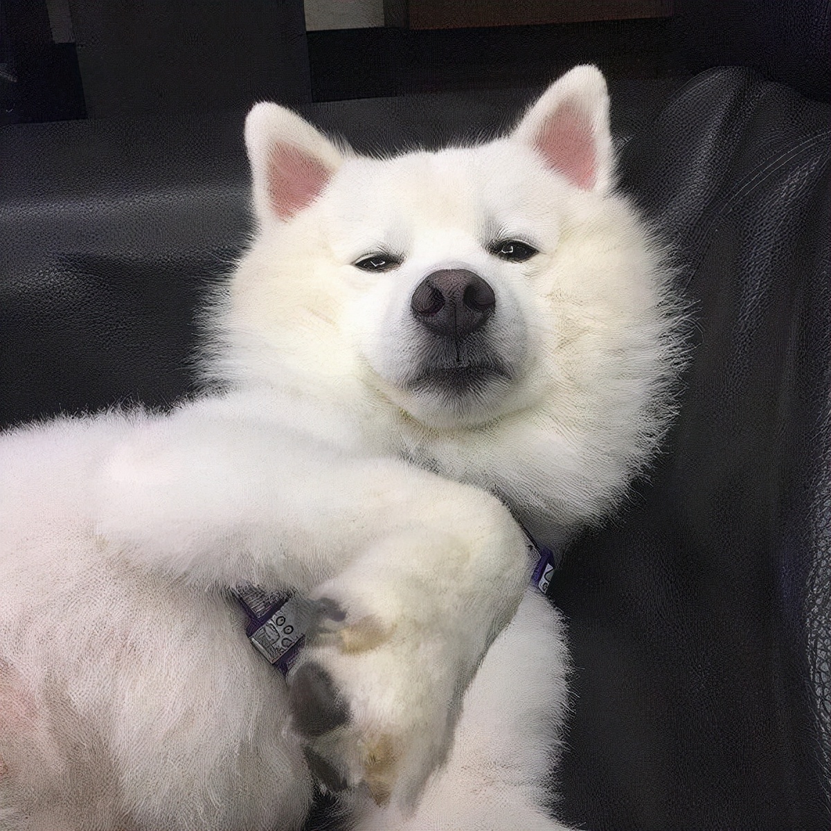 萨摩耶一觉睡醒眼睛有好多眼屎,萨摩耶的眼睛有眼屎是什么样子的