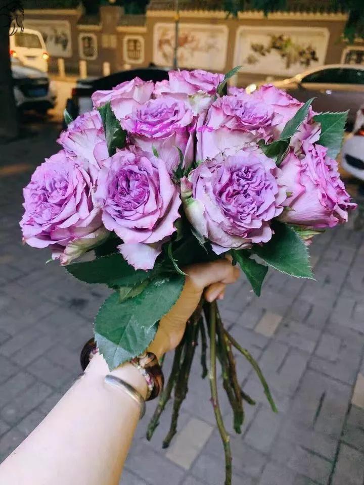 夏花开得最标准的月季花品种,月季色彩艳丽千姿百态