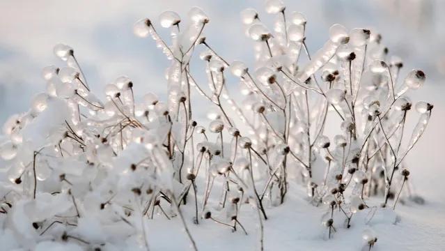 *园春沁**•虎年初雪