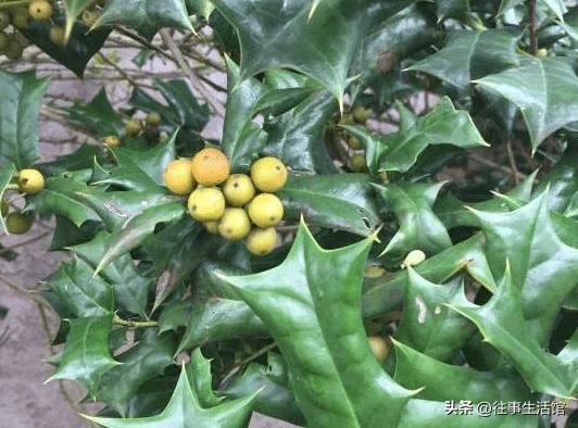 人称“蛇不爬”，蛇见“它”就跑，夏天可用治痱子，遇见别错过