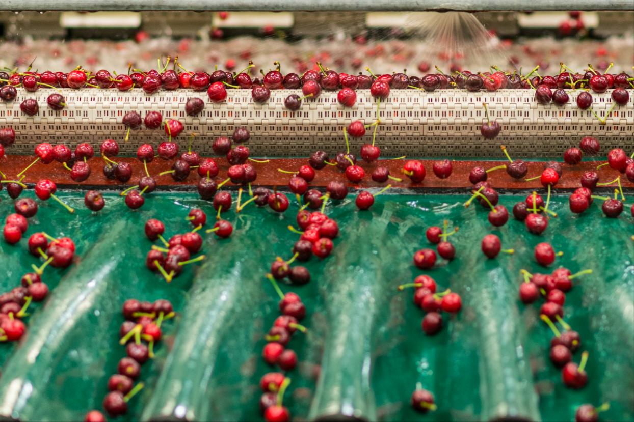 澳大利亚车厘子几月熟,澳大利亚车厘子为什么便宜