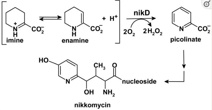 探究移动色氨酸是*霉素黄**抗生素合成黄素酶中内在电荷转移供体应用