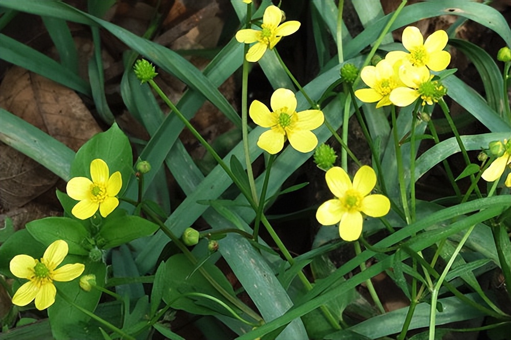 要是不幸得了癌症应该怎么办,如果不幸得了甲流该怎么办