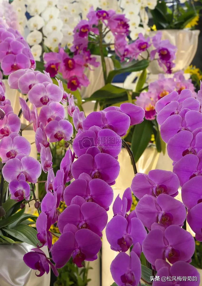 阳光染花颜，清露润芳心，倾情一绽为君开，只盼君再来