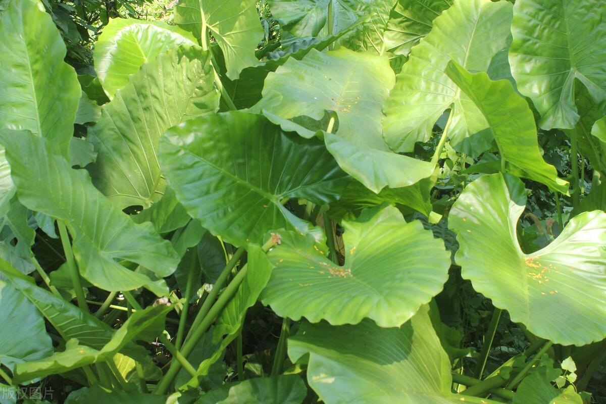 滴水观音烂根的解决方法,滴水观音烂根怎么办