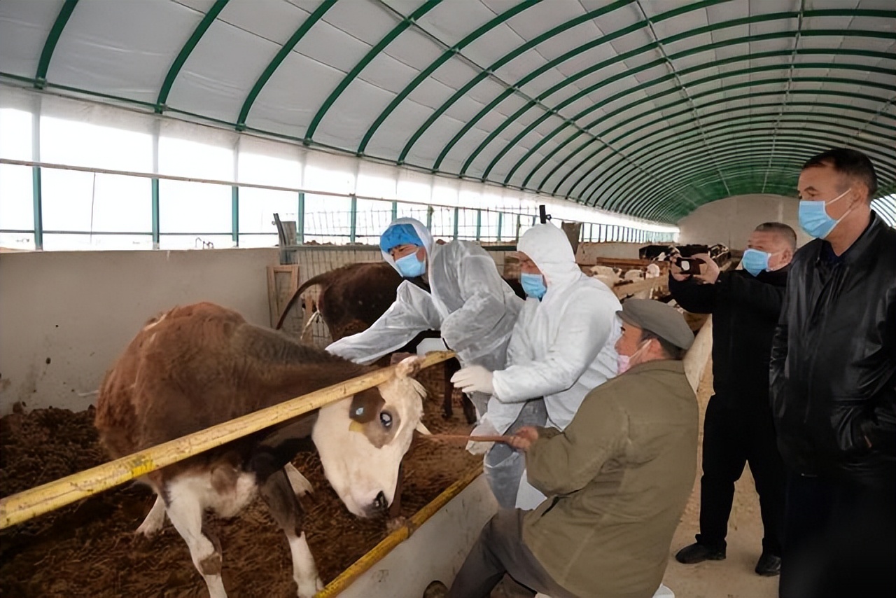 牛得了布病怎么防治,怎么判断牛得了布病最简单的方法