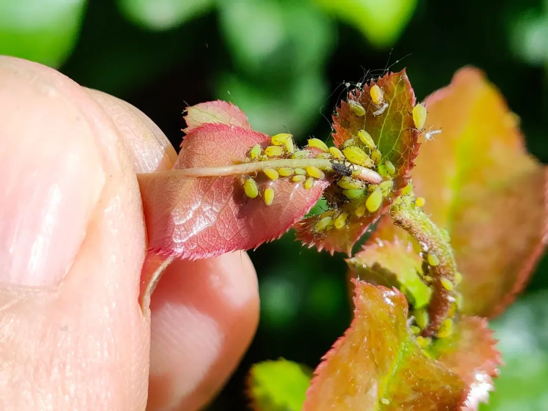 以虫治虫保护生态:济源“异色瓢虫”走进郑州园林