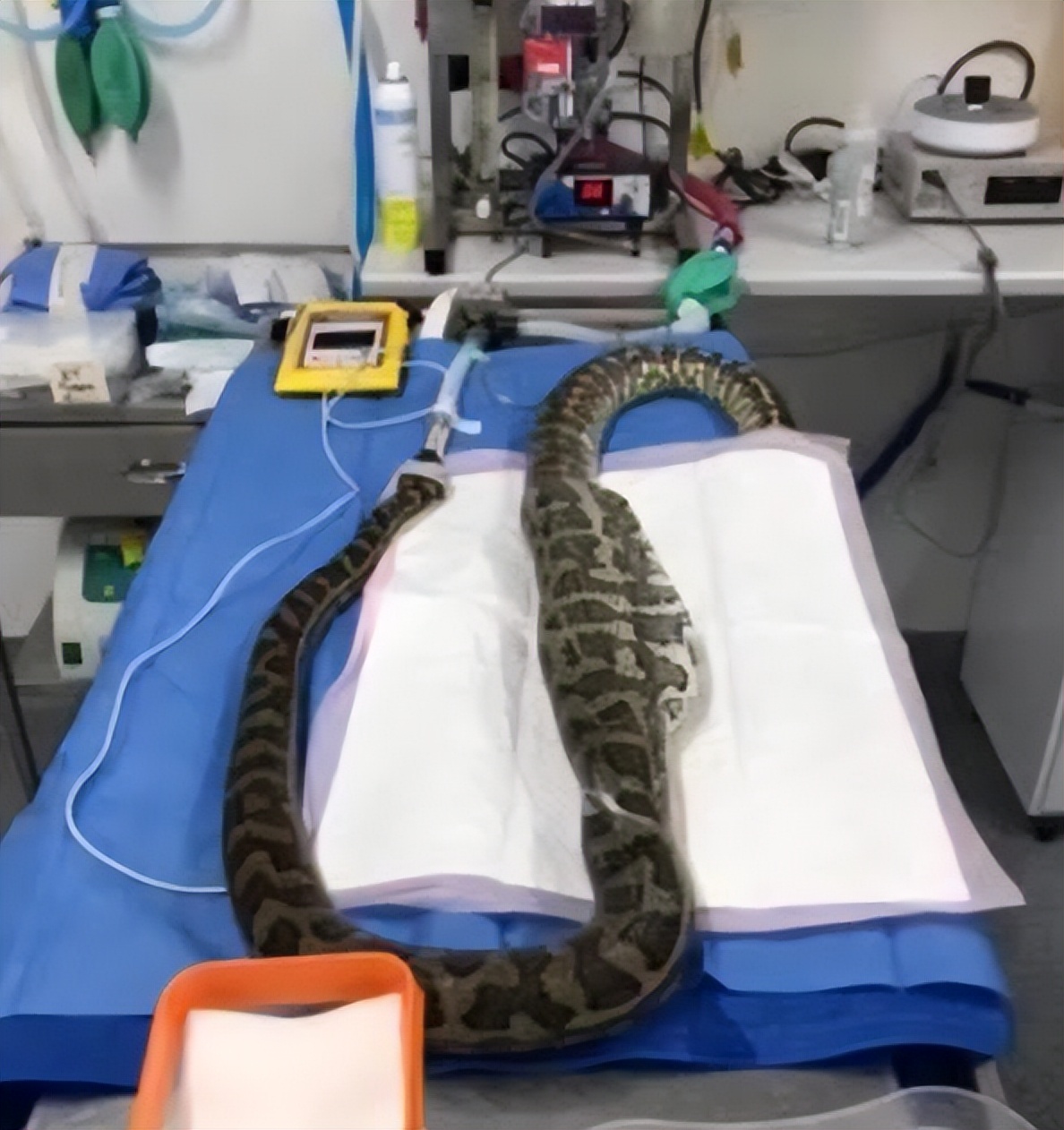 文胸、高尔夫、炮弹、珍珠、*物文**，盘点这些从动物肚里发现的东西