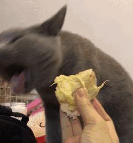 吃瓜！吃完素力高猫粮猫主子呕吐、拉稀？老狐狸实锤来了！