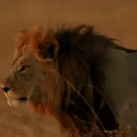 超写实主义动物素描作品欣赏,超简单精微素描凶猛的动物