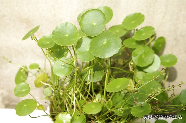 这3种花镇宅养人还招财,人养花养人是什么意思