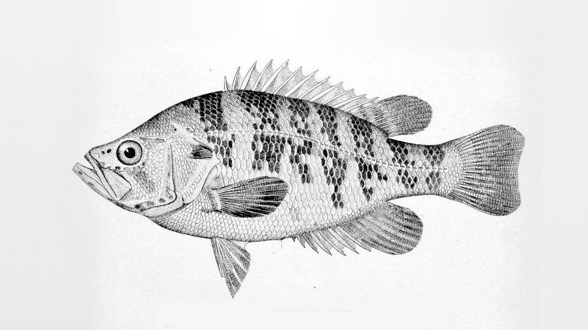 最常见的50种食用淡水鱼,常见的10大淡水鱼