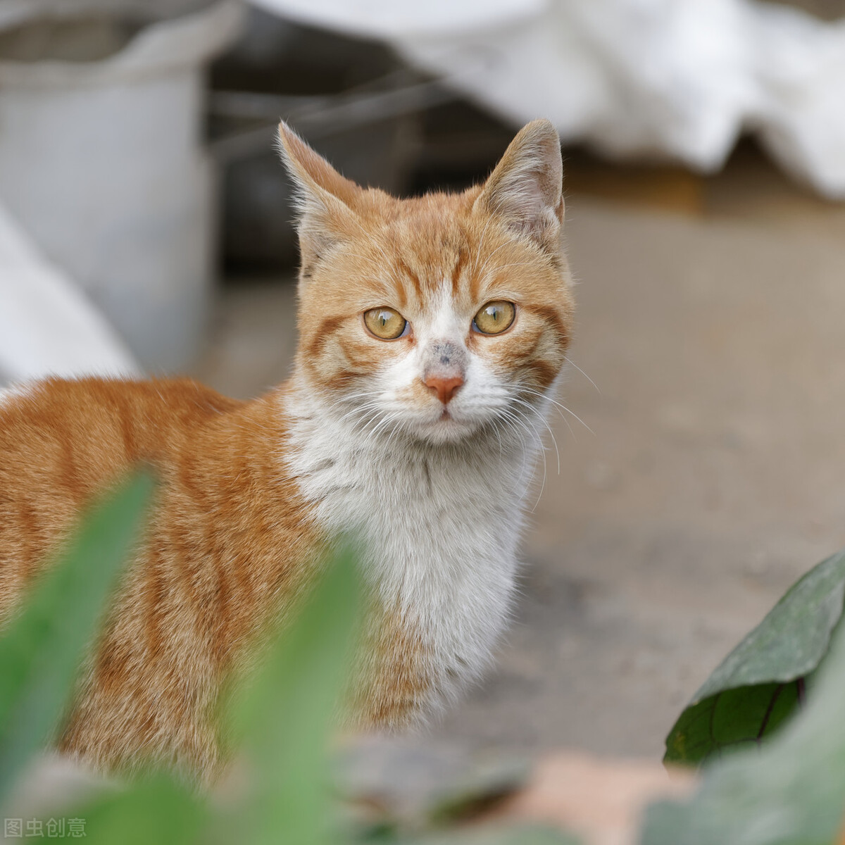 中华田园猫黑猫和孟买猫怎么区分,中华田园猫12个品种图哪个最好养