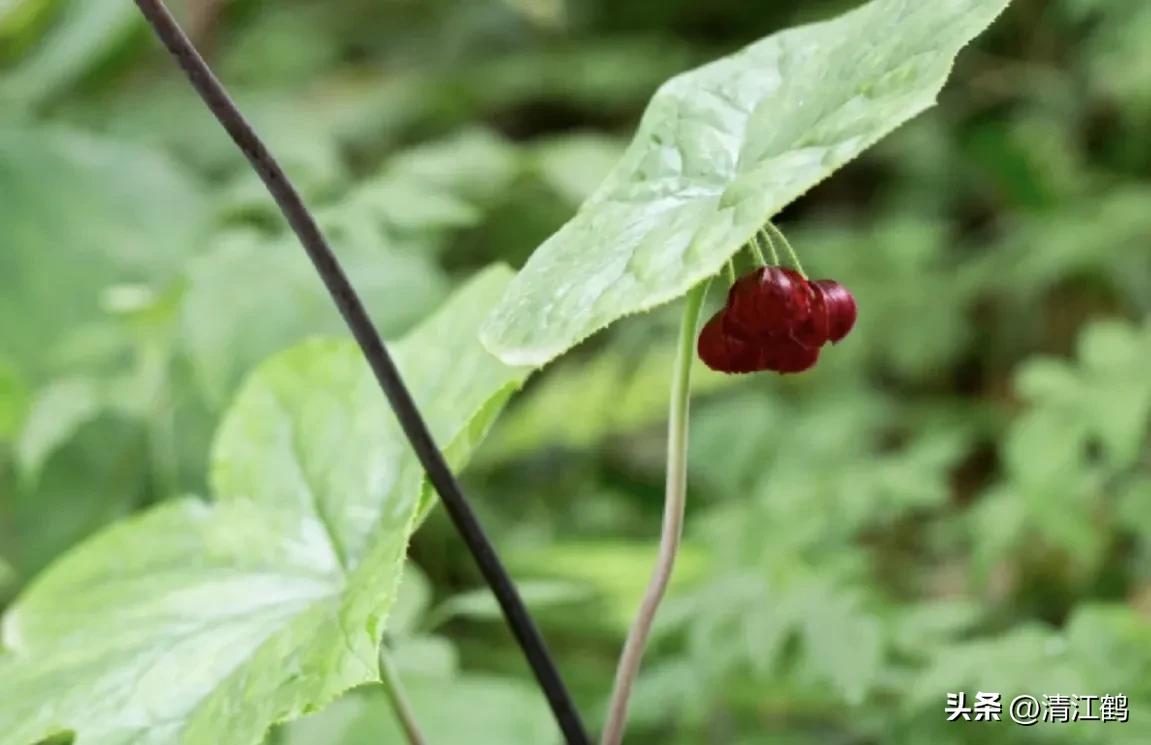 人称“江边一碗水”，荒野3月开紫花，细读栽培“5措施”秒懂种植