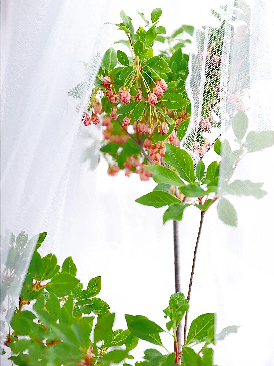 花艺教程花材打理知识,花艺教程常用花材及叶材有哪些