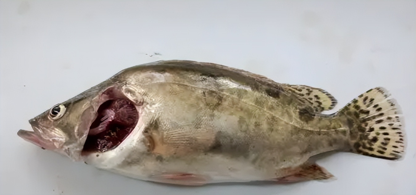 饲料鳜病害管理,饲料鳜一般几月份投放