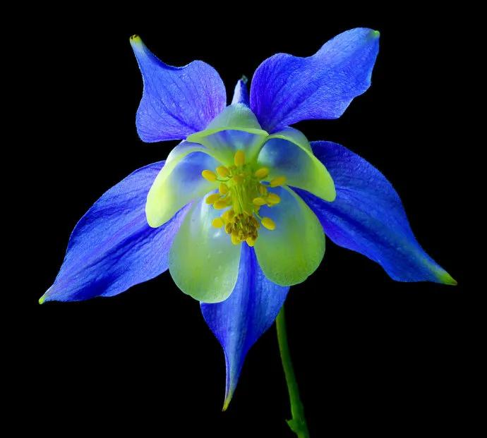 这二十幅极品花卉越看越醉,超好看又耐看的花卉图