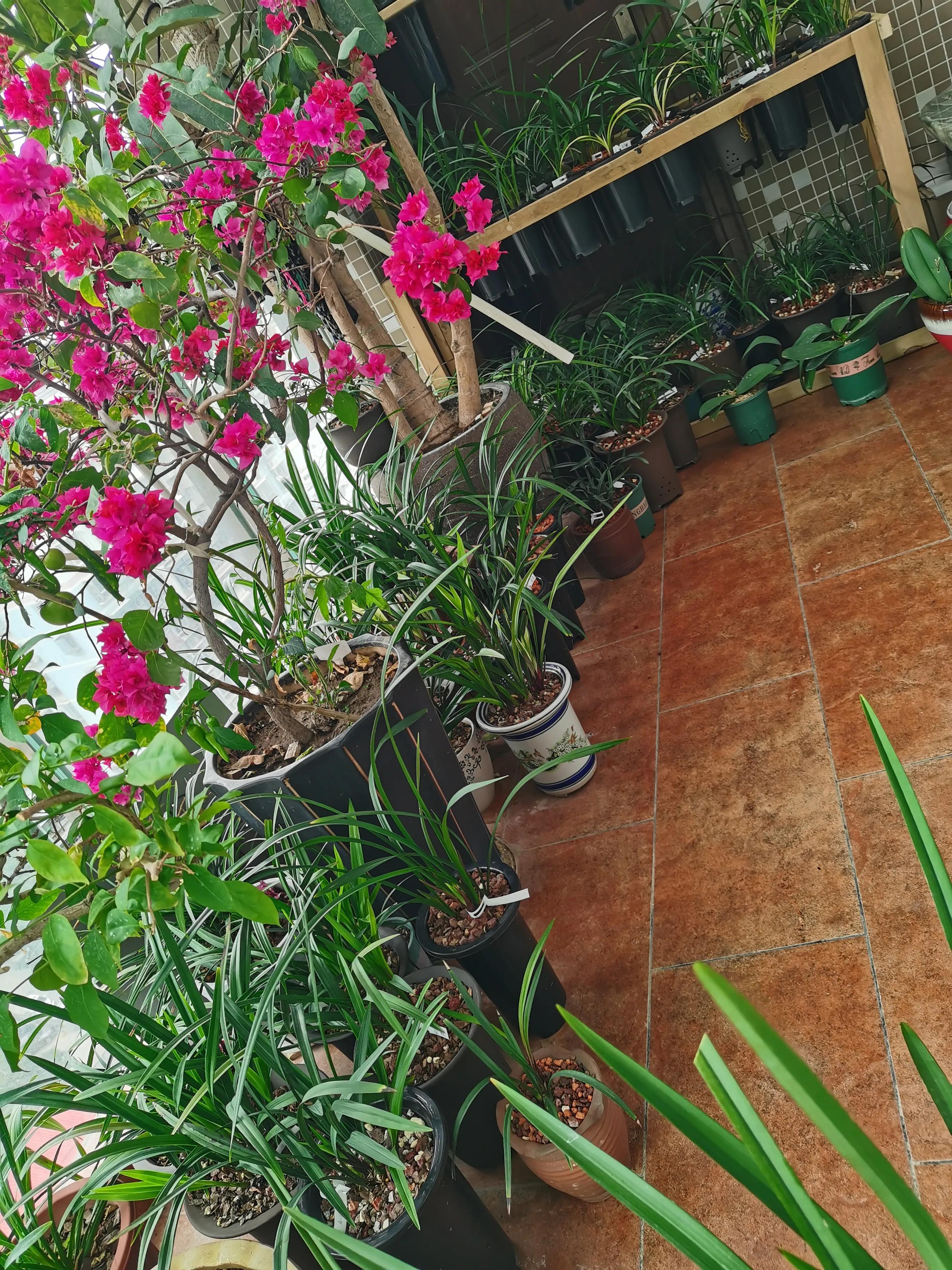 捡来的树皮怎么杀菌,捡了的树皮如何处理