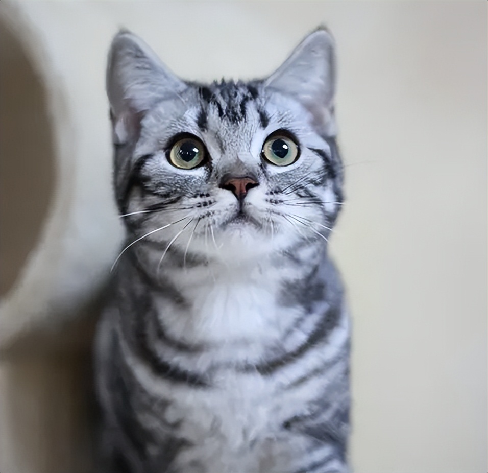 金色短毛猫是什么品种图片及价格,英国短毛猫品种分类标准图片大全