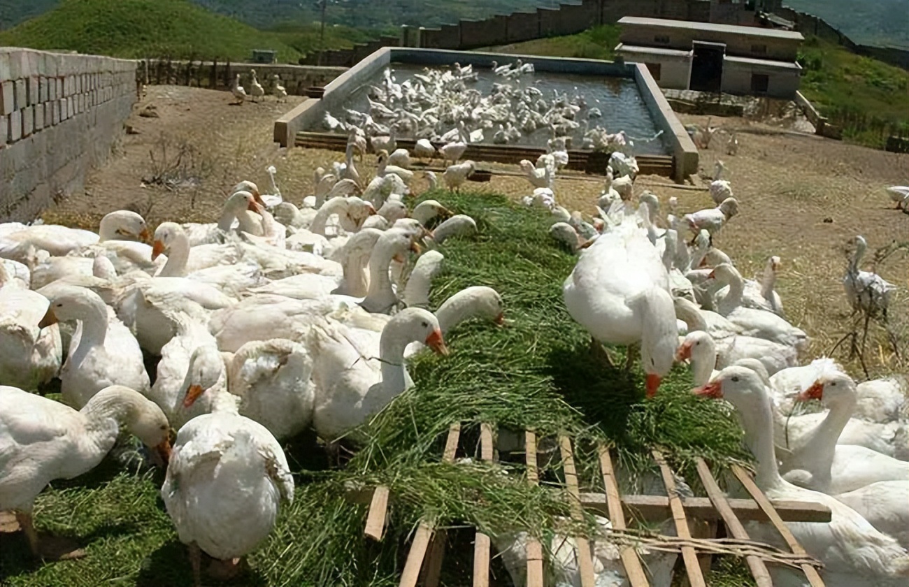 鹅粪便为什么能杀死蛇,大鹅的粪便能杀蛇吗