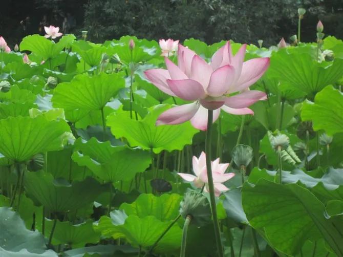 夜赏荷花古诗词,赏荷花诗句古诗大全