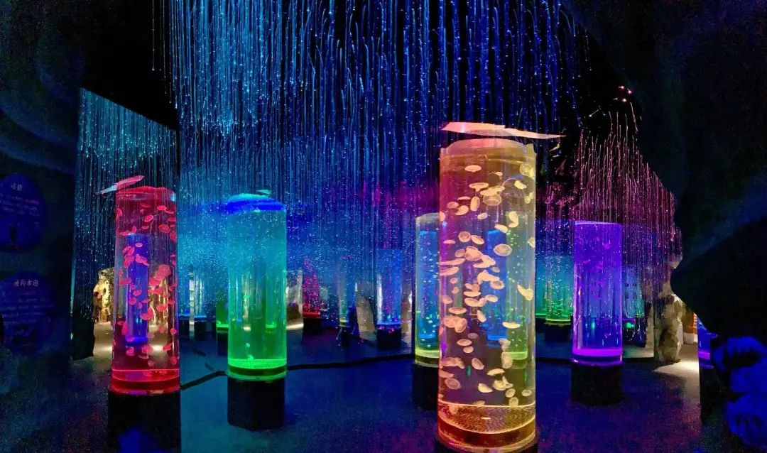 畅游海底世界活动,北京半日游海底世界