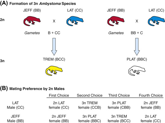 科学家都懵了！全员雌性、无生殖隔离，靠偷别人精子繁衍后代