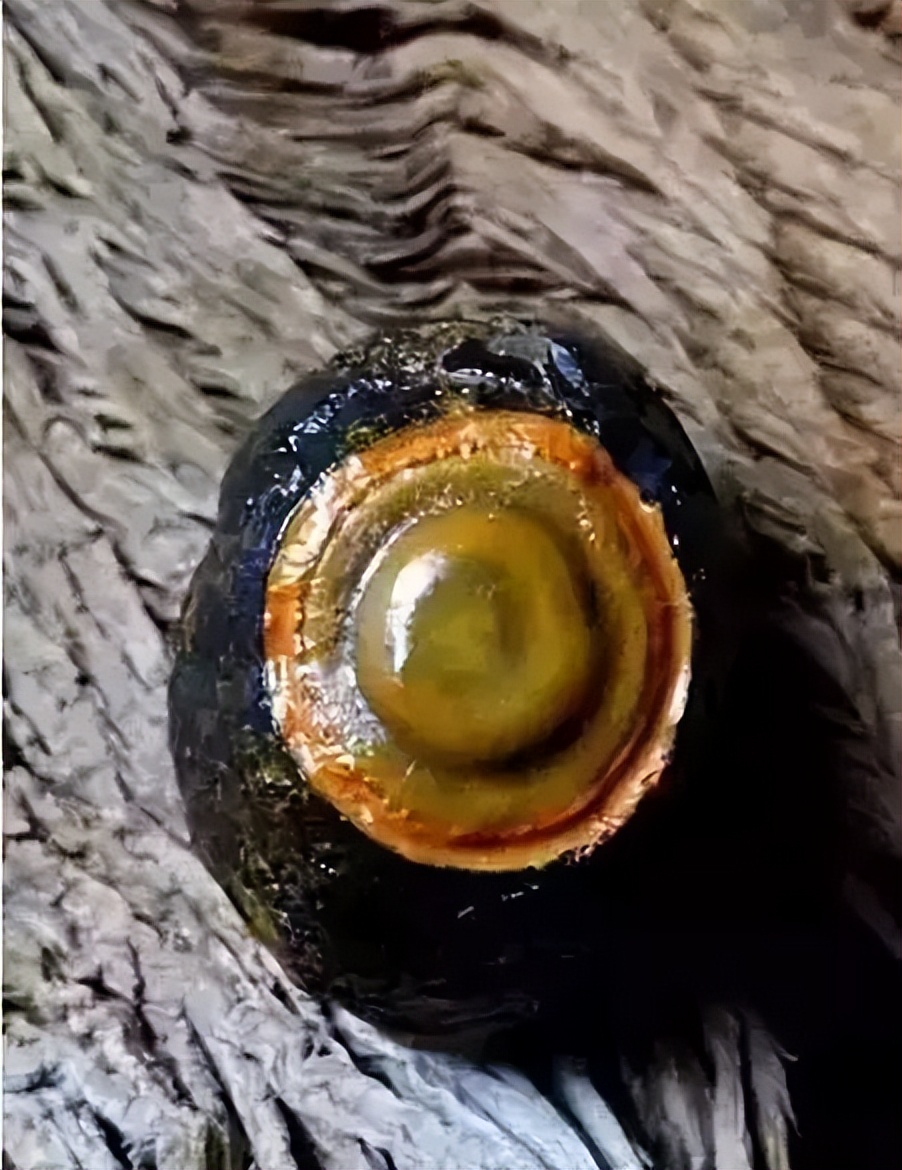 中国100种奇石图谱,中国10大奇石图片