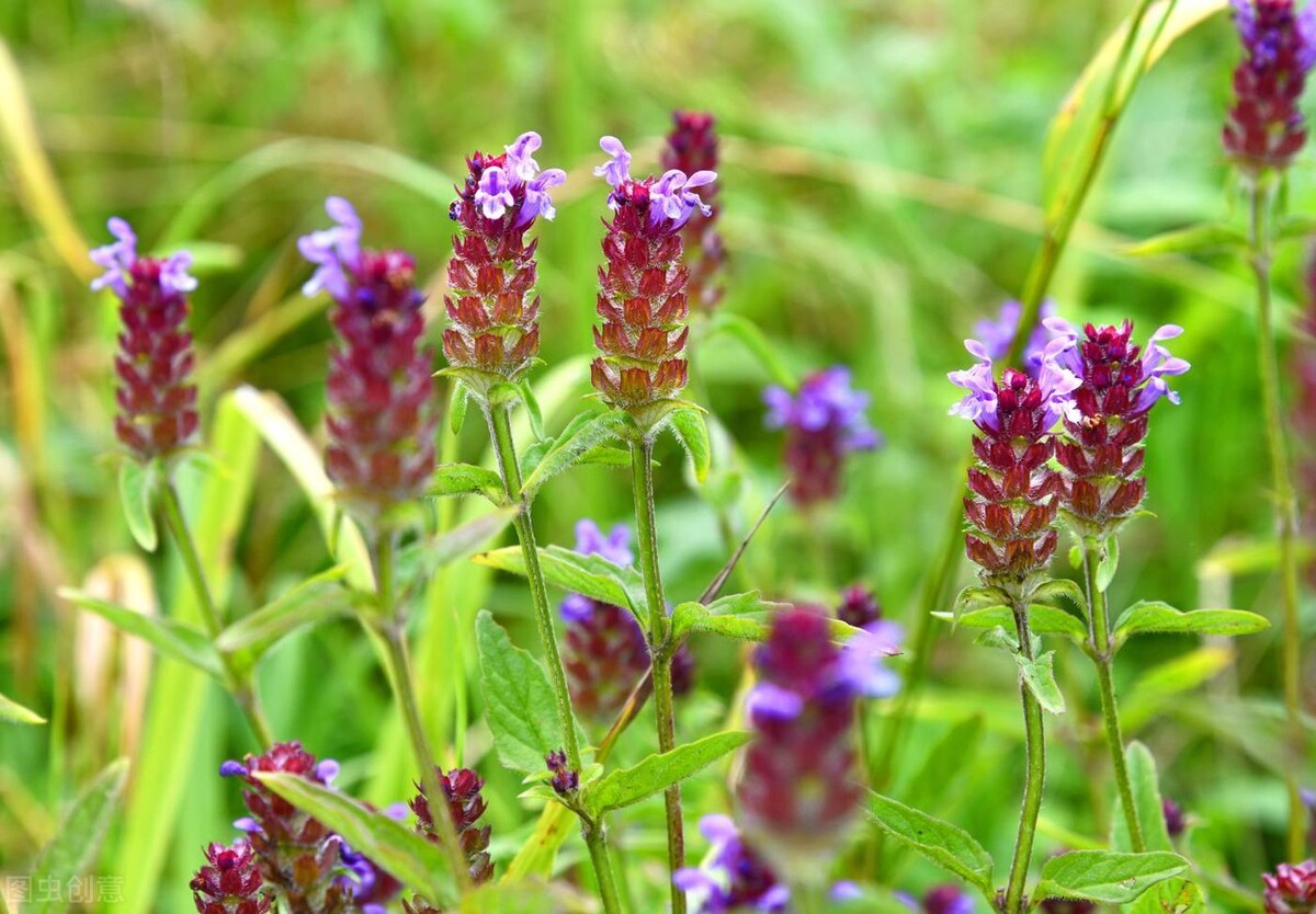 肝火旺睡不着吃酸枣仁胶囊,肝火旺睡不着一味中成药