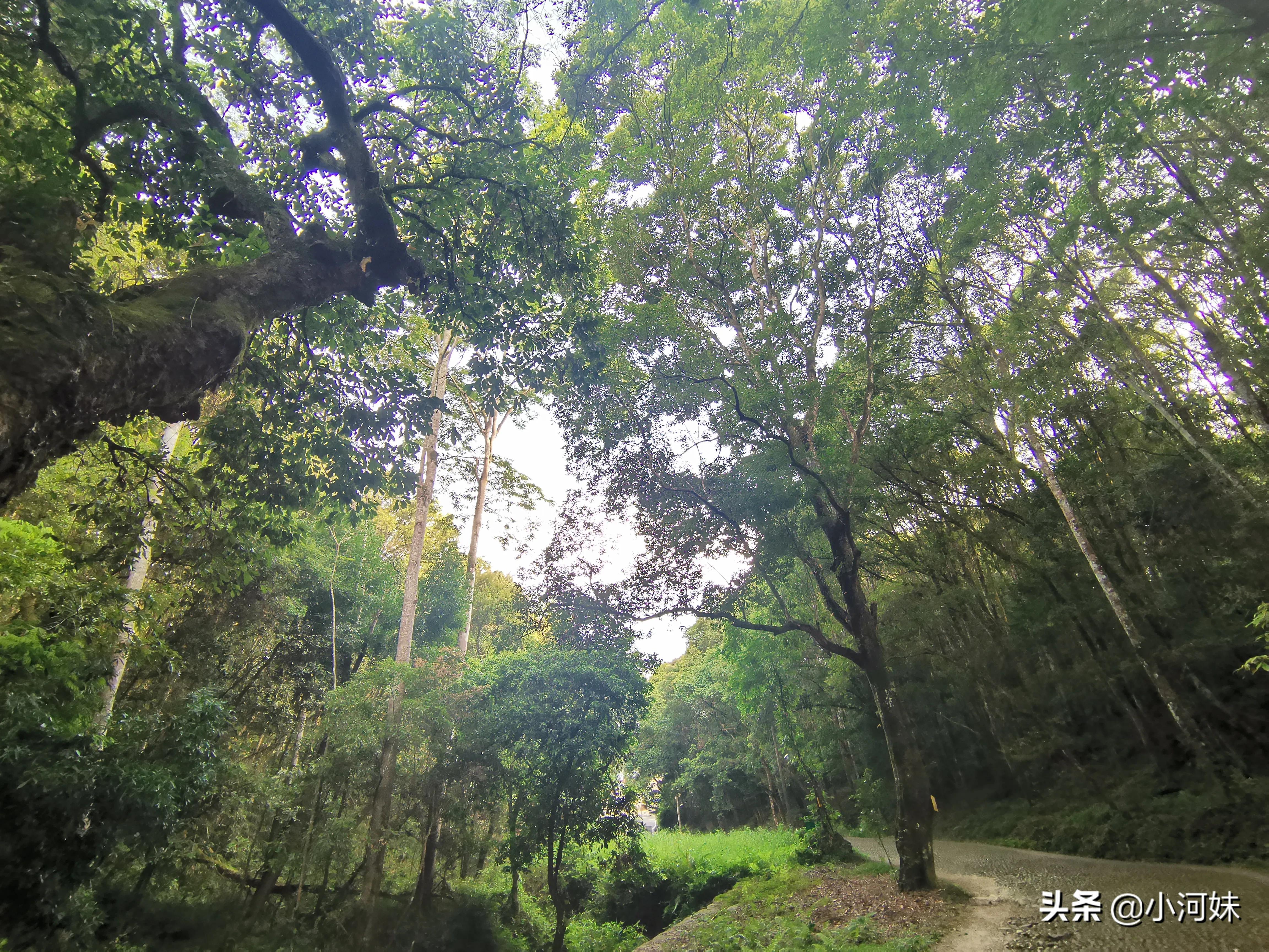 广东最有灵气的道观,广东省第一道观