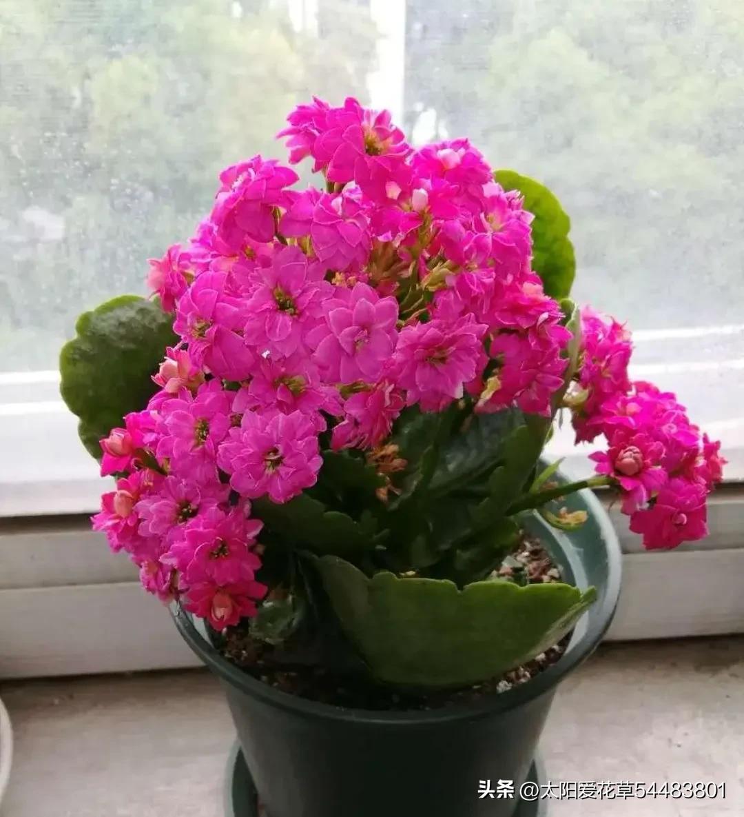 再买多肉，一定坚持5不选，不是误导，是过来人的经验教训