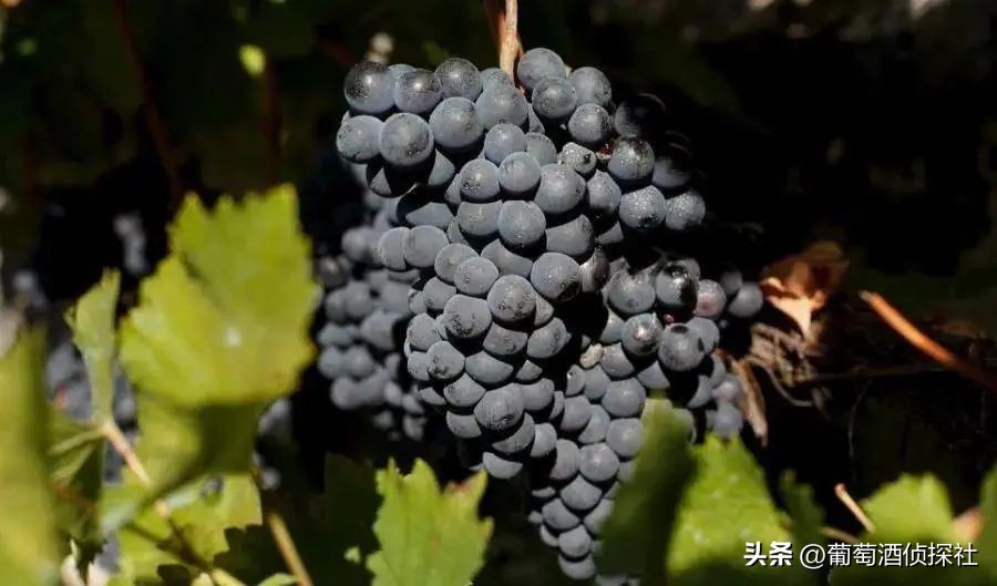正宗葡萄酒酿造法,葡萄酒酿造步骤精简